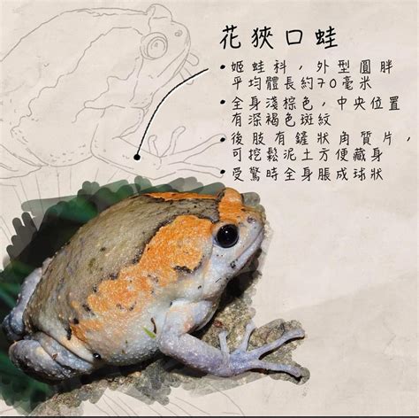 花狹口蛙飼養|花狹口蛙 Kaloula pulchra